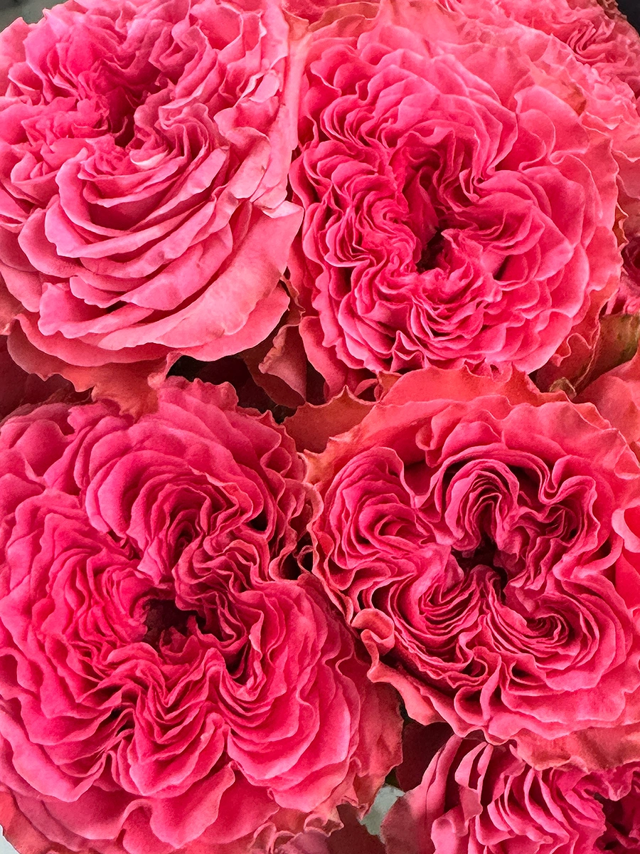 Wink Coral Kiss — фото 3